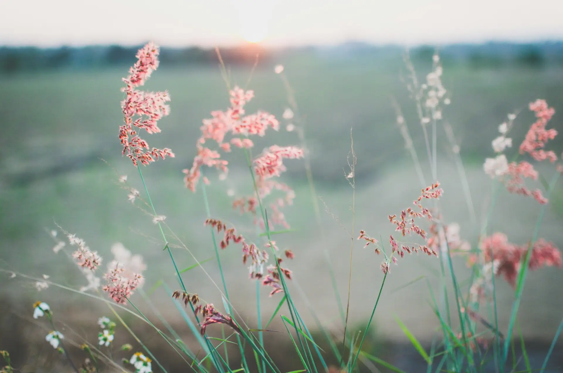 Image of tall grass and rose flowers