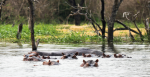 Image of hippos looking out of the water