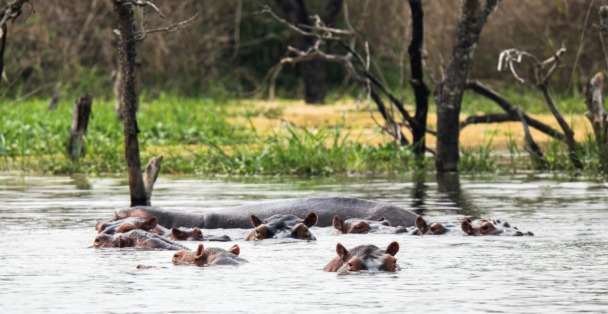 Image of hippos looking out of the water